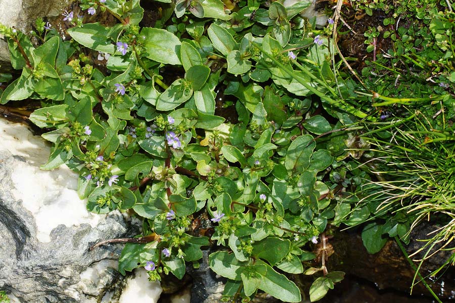 Veronica anagallis-aquatica